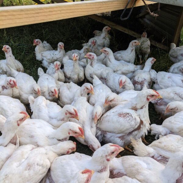 Pasture Poultry Workshop